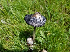 Coprinus calyptratus