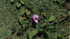 Ipomoea asarifolia