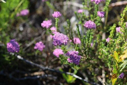 Image of Pink Blombush (Metalasia erubescens) by (c) Paul Hoekman, some rights reserved (CC BY)