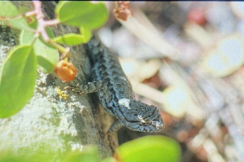iNaturalist observation photo of Western Fence Lizard