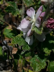 Malacothamnus clementinus