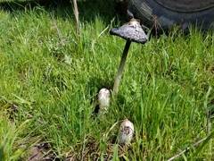 Coprinus calyptratus