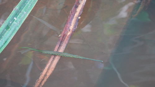 Zoetwater-geep (Potamorrhaphis guianensis) — Belonidae — 4