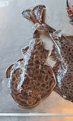 Chinese Numbfish photo 2