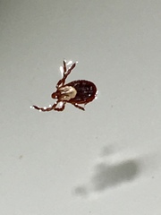 Dermacentor variabilis