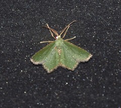 Chloropteryx nordicaria