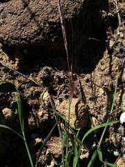 Muhlenbergia appressa