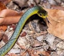 Common Tree Snake sighting