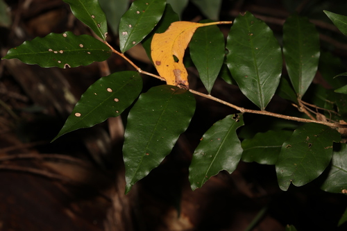 Image of Hedraianthera porphyropetala by (c) Greg Tasney, some rights reserved (CC BY-SA)