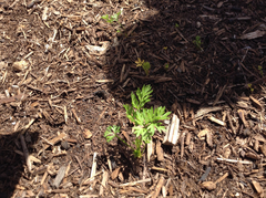 Daucus carota sativus