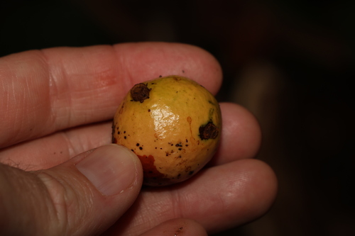 Image of Endiandra virens by (c) Greg Tasney, some rights reserved (CC BY-SA)