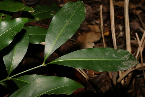 Image of Anthocarapa nitidula by (c) Greg Tasney, some rights reserved (CC BY-SA)