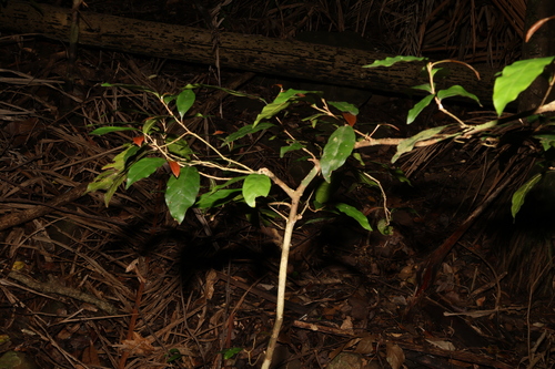 Image of Niemeyera chartacea by (c) Greg Tasney, some rights reserved (CC BY-SA)