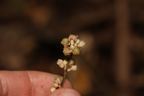 Image of Romnalda strobilacea by (c) Greg Tasney, some rights reserved (CC BY-SA)