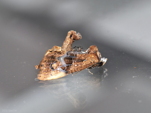 Coarica fasciata