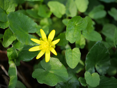 Ficaria verna