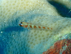 Sostra's Pygmygoby photo 4