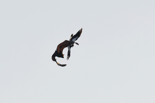 Gray-headed Flying Fox