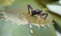 Acanthocephala thomasi