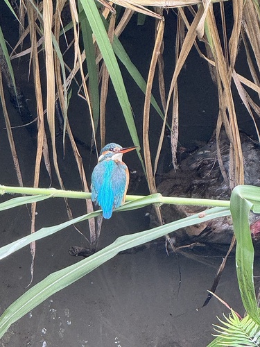 Common Kingfisher