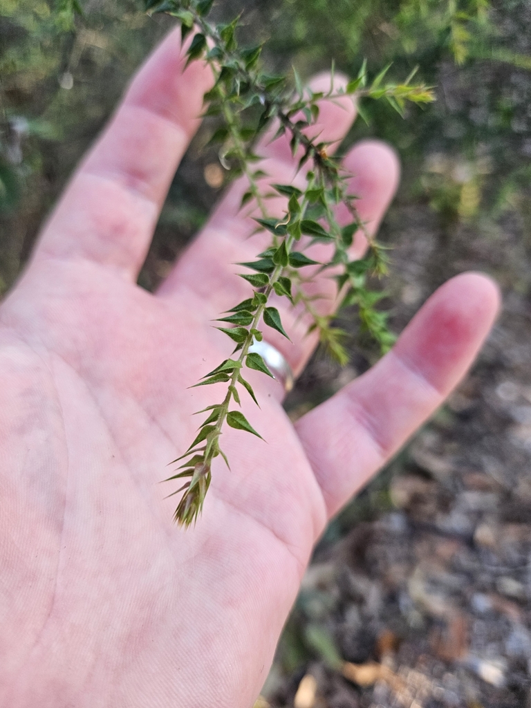 Daviesia villifera from Ferny Hills QLD 4055, Australia on December 28 ...