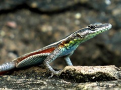 Lebombo Flat Lizard photo 2