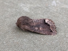 Orthosia garmani