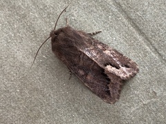 Orthosia garmani