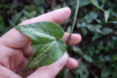 Passiflora quinquangularis
