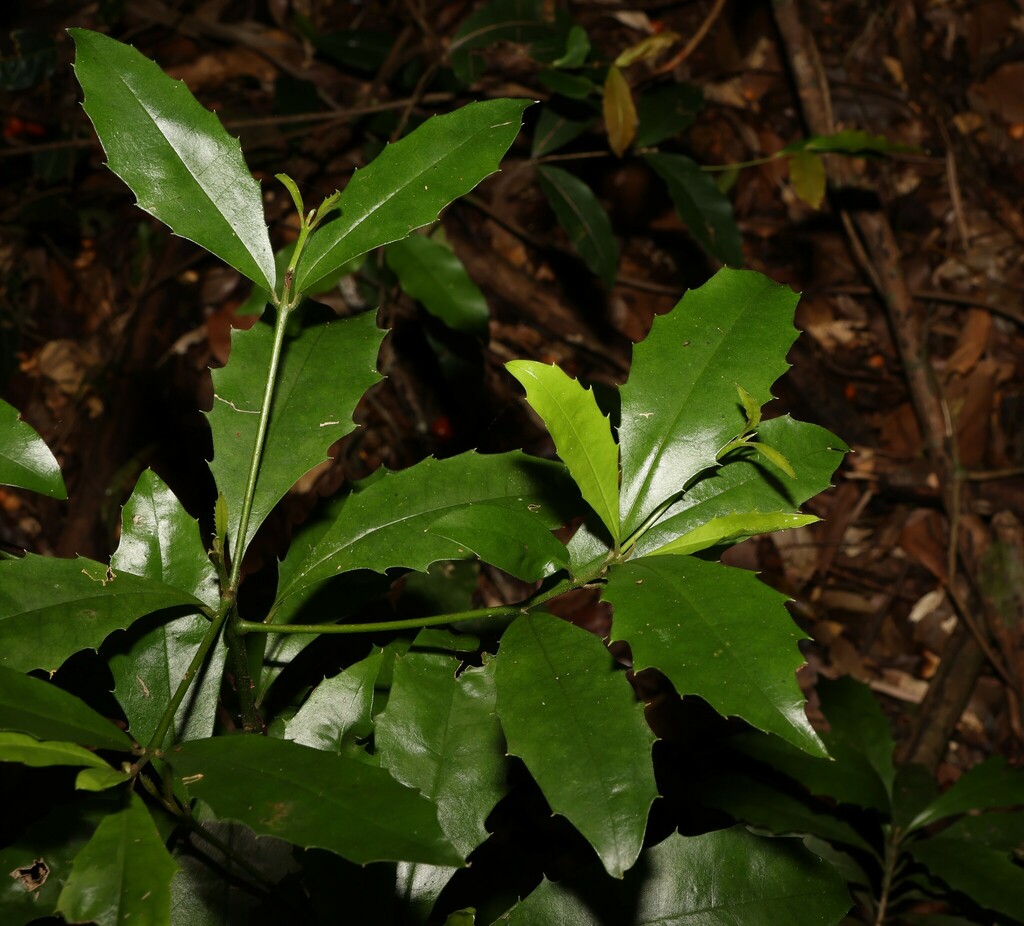 Featherwood from Booroobin QLD 4552, Australia on December 28, 2023 at