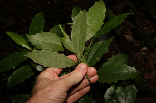 Image of Polyosma cunninghamii by (c) Greg Tasney, some rights reserved (CC BY-SA)