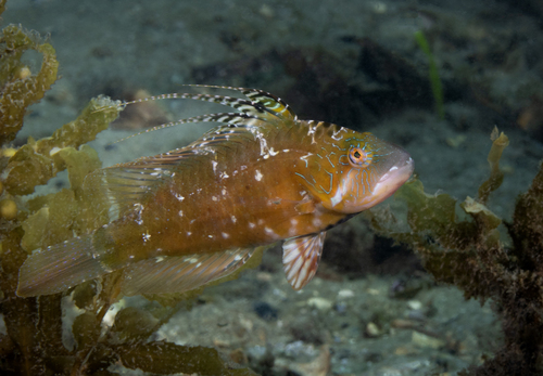 Cocktail fish (Pteragogus flagellifer) — Labridae — 3