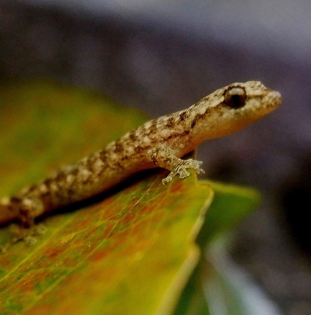 Penang Island Slender Gekko