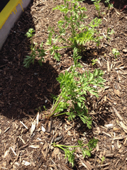 Daucus carota sativus