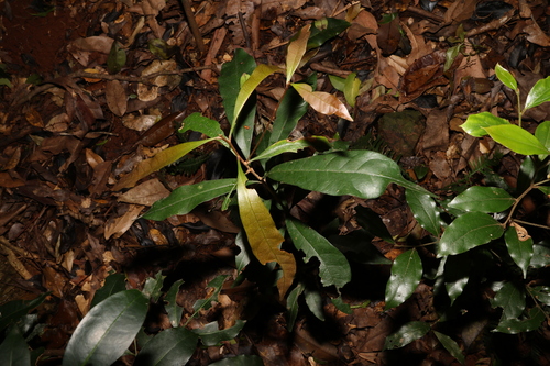 Image of Niemeyera chartacea by (c) Greg Tasney, some rights reserved (CC BY-SA)