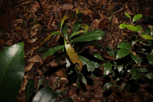 Image of Niemeyera chartacea by (c) Greg Tasney, some rights reserved (CC BY-SA)