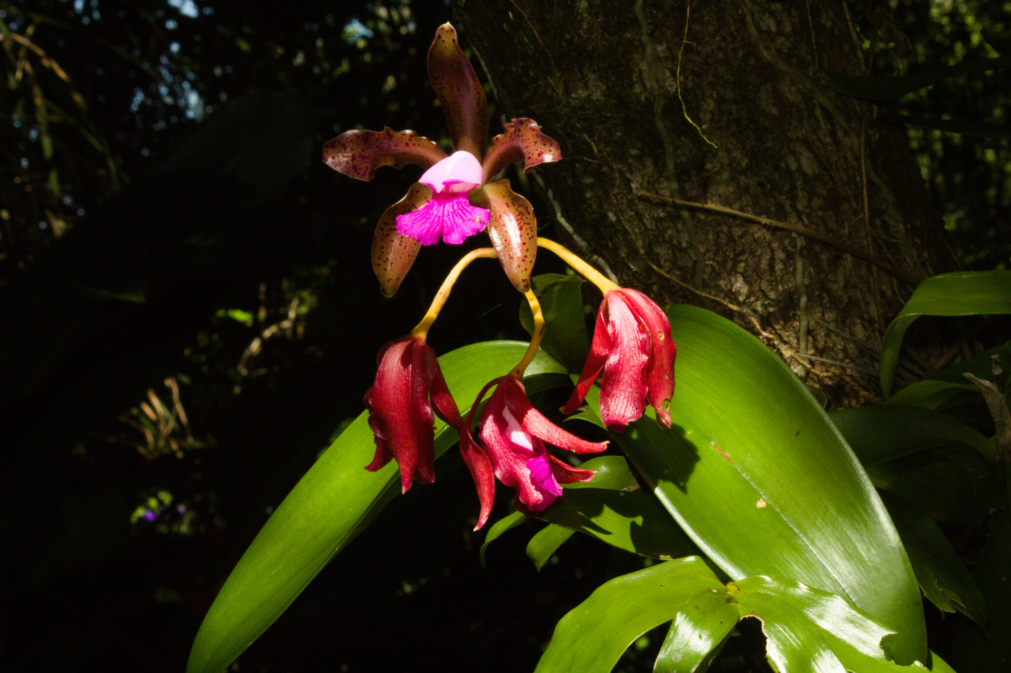 Cattleya tigrina