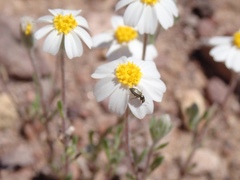 Eriophyllum lanosum
