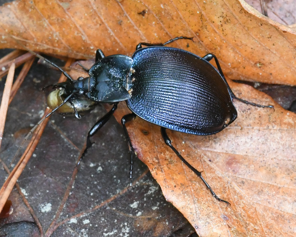 One-color Snail-eating Beetle