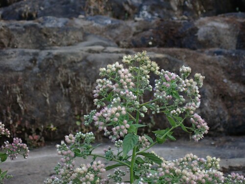 Conyza leucantha iNat (1)