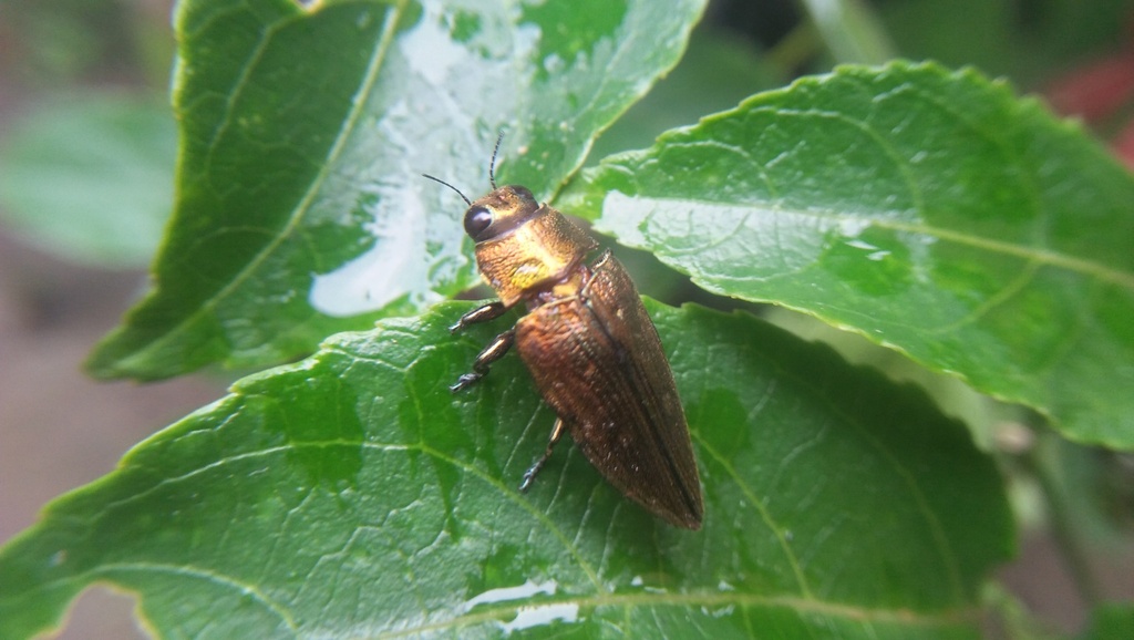Chrysodema furcata