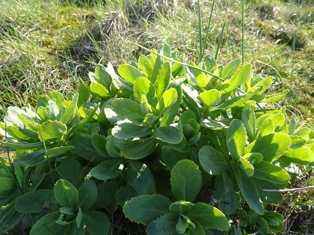Sedum atropurpureum Turcz.
