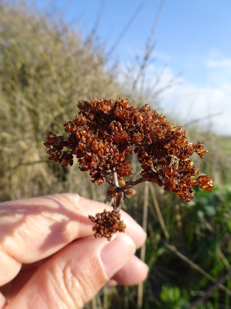 Sedum atropurpureum Turcz. 2
