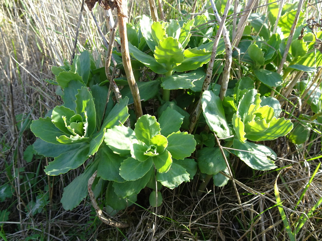 Sedum atropurpureum Turcz. 3