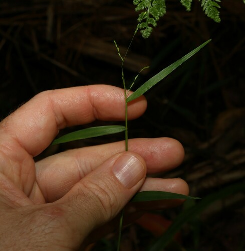 Image of Ottochloa gracillima by (c) Greg Tasney, some rights reserved (CC BY-SA)