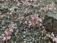 Claytonia exigua