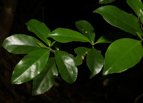 Image of Hodgkinsonia ovatiflora by (c) Greg Tasney, some rights reserved (CC BY-SA)