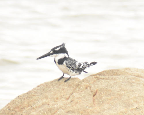 Pied Kingfisher (Ceryle rudis), photo 9