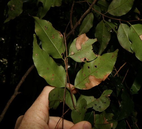 Image of Syzygium francisii by (c) Greg Tasney, some rights reserved (CC BY-SA)