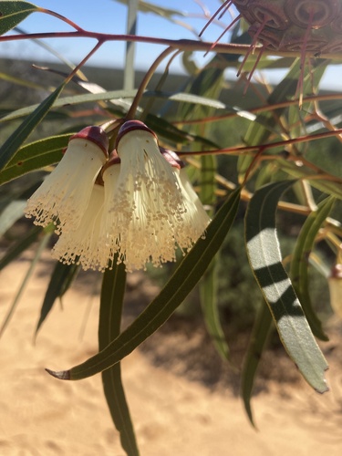 Eucalyptus beardiana